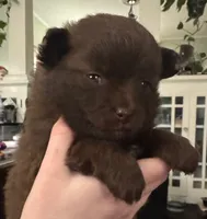 Lil chocolate , a female Pomeranian for sale in Rumford, ME – 3 of 8