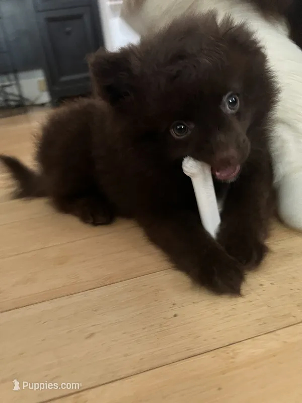 Chocolate Boy  – Pomeranian puppy for sale in Rumford, ME