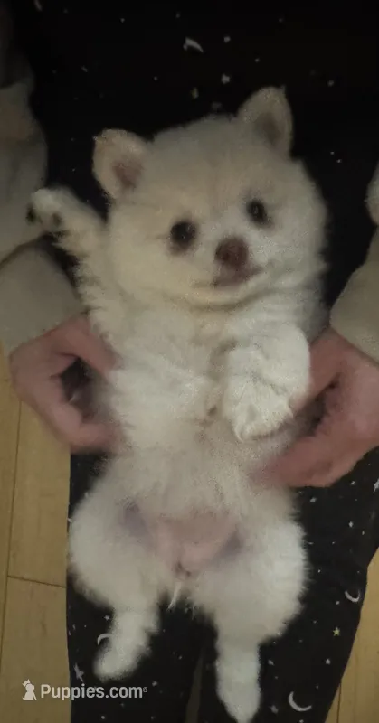 Whitie  – Pomeranian puppy for sale in Rumford, ME