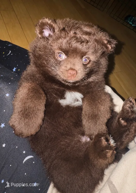 Chocolate Boy  – Pomeranian puppy for sale in Rumford, ME