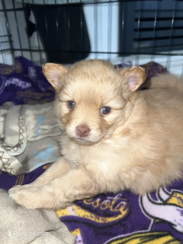 Meadow (red) – Pomeranian puppy for sale in Rumford, ME