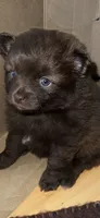 Lil chocolate , a female Pomeranian for sale in Rumford, ME – 5 of 5