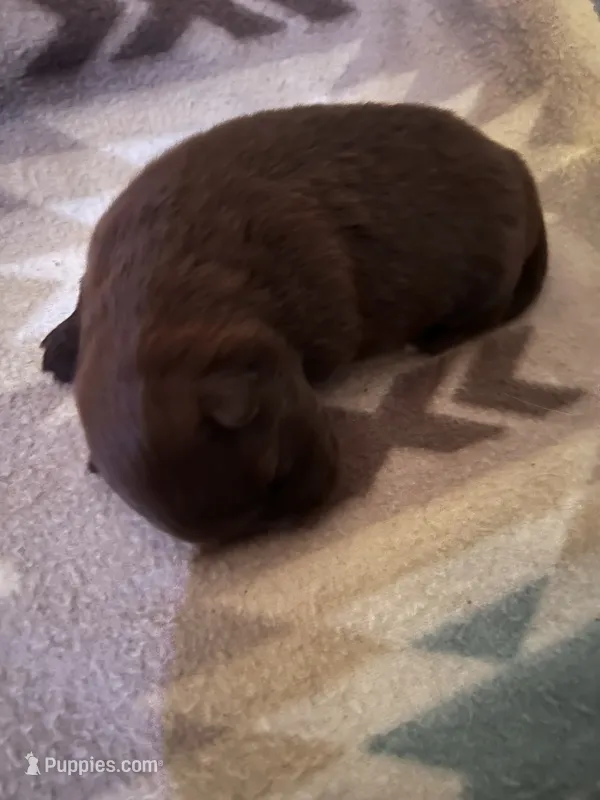 Lil chocolate  – Pomeranian puppy for sale in Rumford, ME