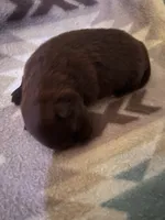 Lil chocolate , a female Pomeranian for sale in Rumford, ME – 1 of 5