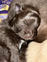 Chocolate Boy , a male Pomeranian for sale in Rumford, ME – 6 of 7