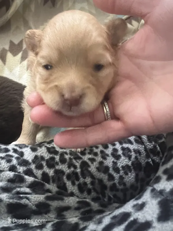 Meadow (red) – Pomeranian puppy for sale in Rumford, ME
