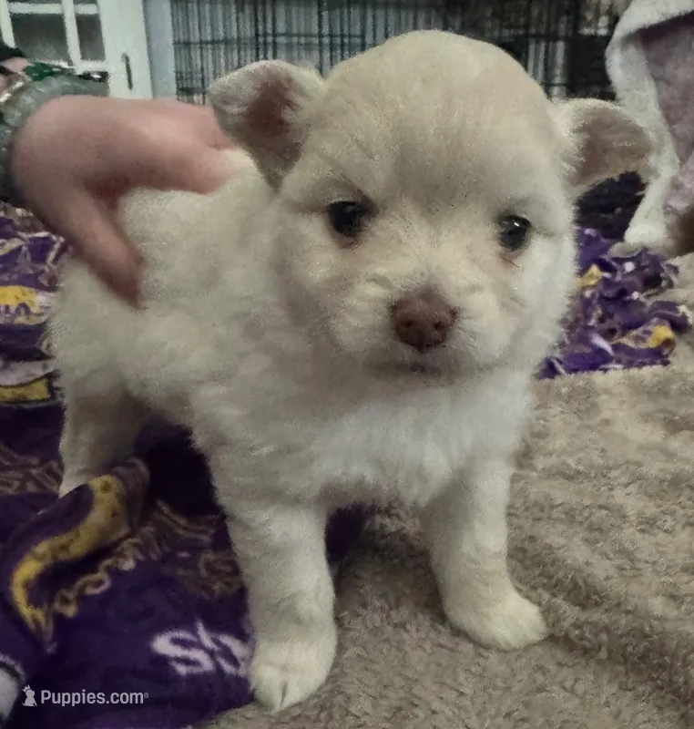 Whitie  – Pomeranian puppy for sale in Rumford, ME