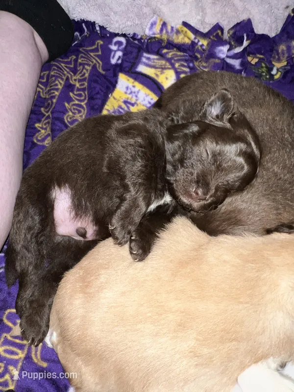 Chocolate Boy  – Pomeranian puppy for sale in Rumford, ME