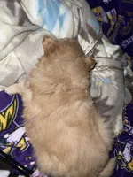 Meadow (red), a female Pomeranian for sale in Rumford, ME – 6 of 9