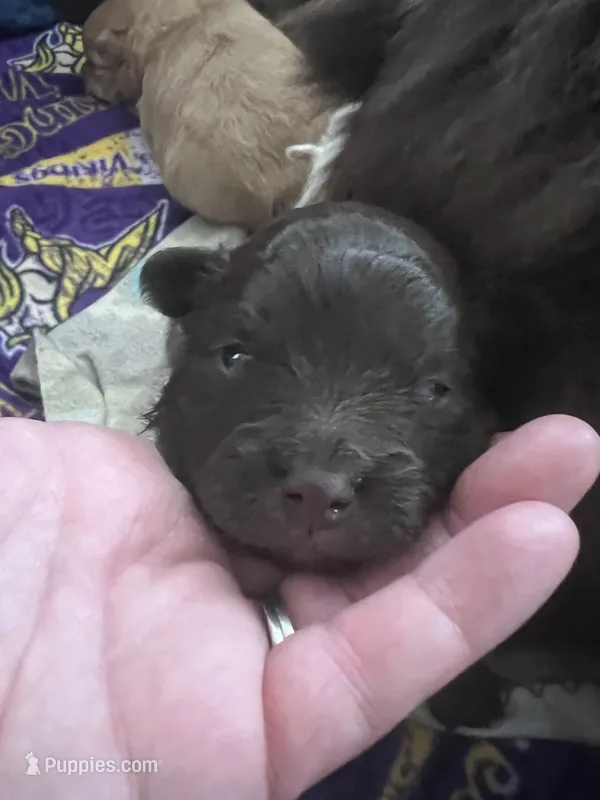 Chocolate Boy  – Pomeranian puppy for sale in Rumford, ME