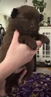 Lil chocolate , a female Pomeranian for sale in Rumford, ME – 8 of 8