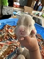 Runty, a male American Pit Bull Terrier for sale in Kenner, LA – Photo 1 of 4