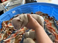 Runty, a male American Pit Bull Terrier for sale in Kenner, LA – Photo 4 of 4