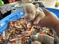 Runty, a male American Pit Bull Terrier for sale in Kenner, LA – Photo 2 of 4