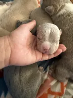 Runty, a male American Pit Bull Terrier for sale in Kenner, LA – Photo 3 of 4