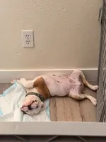 Auggie, a male English Bulldog for sale in Las Vegas, NV – 3 of 5