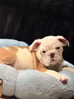 Auggie, a male English Bulldog for sale in Las Vegas, NV – 5 of 5