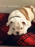Auggie, a male English Bulldog for sale in Las Vegas, NV – 2 of 5