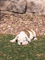 Auggie, a male English Bulldog for sale in Las Vegas, NV – 4 of 5