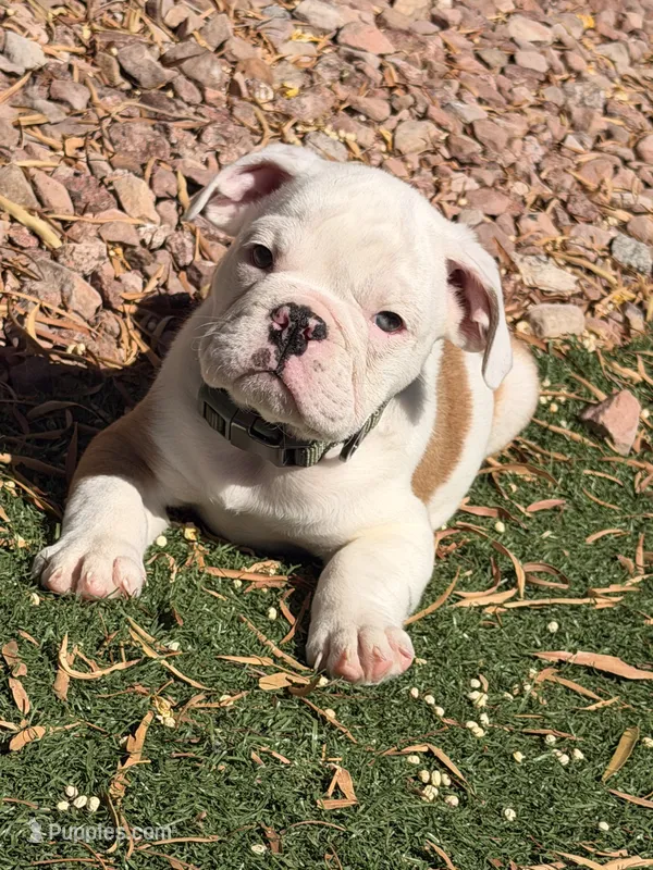 Auggie – English Bulldog puppy for sale in Las Vegas, NV