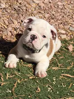 Auggie, a male English Bulldog for sale in Las Vegas, NV – 1 of 5
