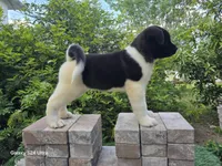 Kuma, a female Akita for sale in Winter Haven, FL – Photo 2 of 2