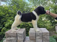 Kuma, a female Akita for sale in Winter Haven, FL – Photo 1 of 2