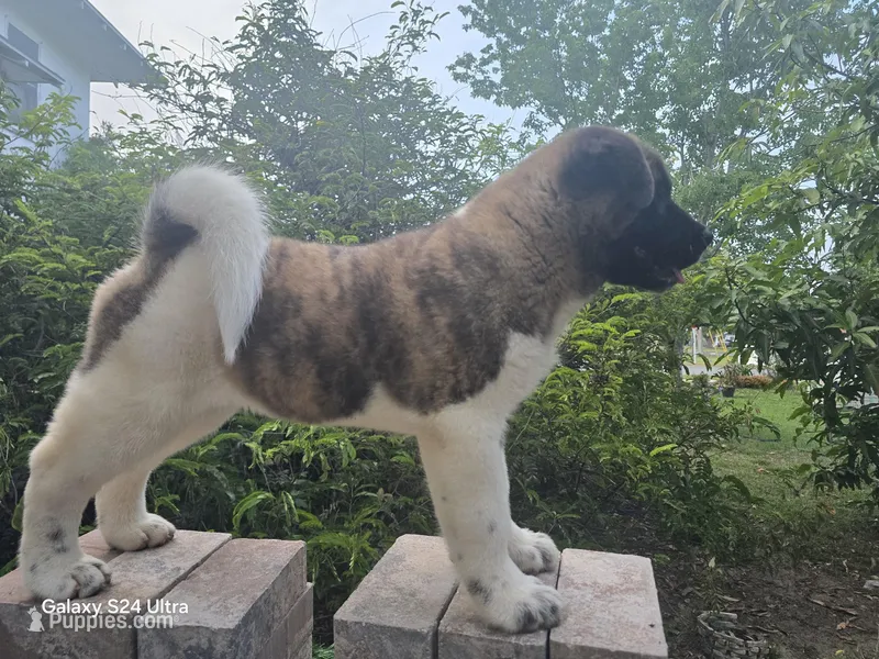 Kenji, a female Akita for sale in Winter Haven, FL – Photo 1 of 2