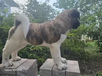 Kenji, a female Akita for sale in Winter Haven, FL – Photo 2 of 2