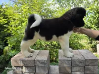 Conan, a male Akita for sale in Winter Haven, FL – Photo 2 of 2