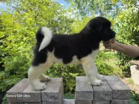 Conan, a male Akita for sale in Winter Haven, FL – Photo 1 of 2