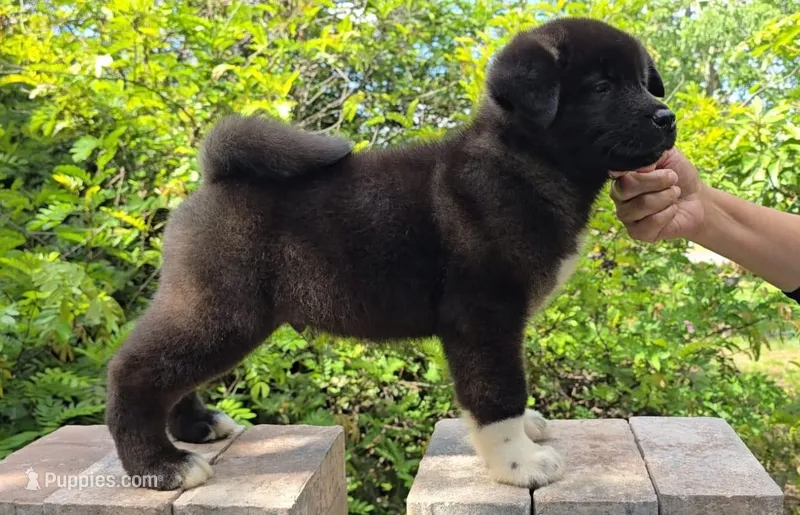 Shogun, a male Akita for sale in Winter Haven, FL – Photo 1 of 3