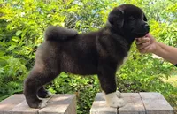 Shogun, a male Akita for sale in Winter Haven, FL – Photo 1 of 3