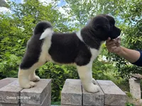 Mousse, a male Akita for sale in Winter Haven, FL – Photo 1 of 2