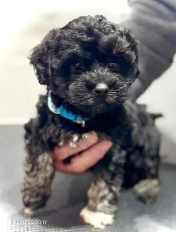 Orio – Maltipoo puppy for sale in Rosedale, CA