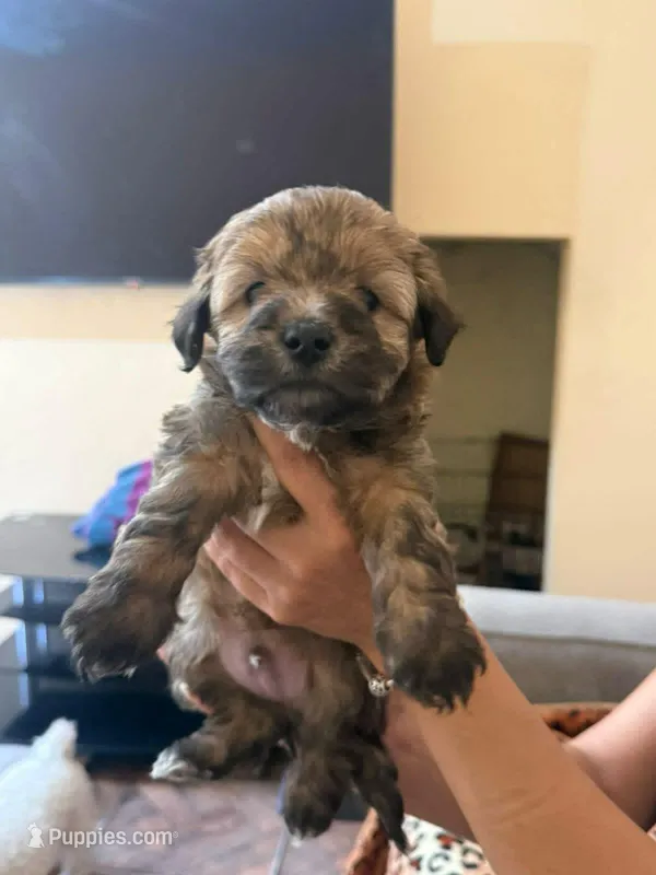 Rex – Maltipoo puppy for sale in Rosedale, CA