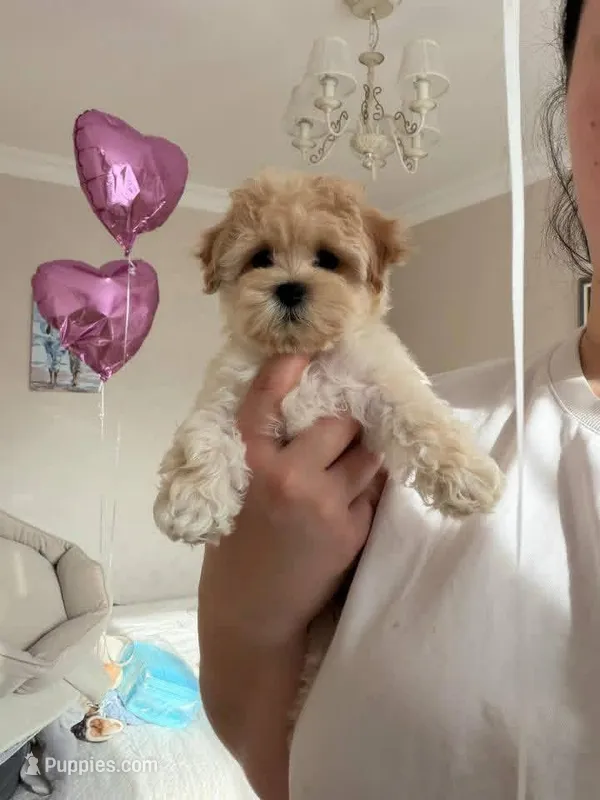 Lili – Maltipoo puppy for sale in Rosedale, CA