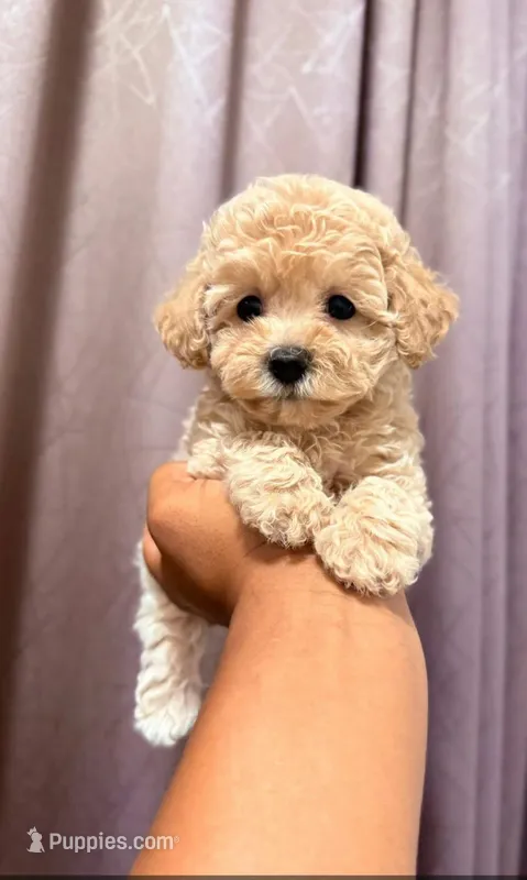 Max – Maltipoo puppy for sale in Rosedale, CA