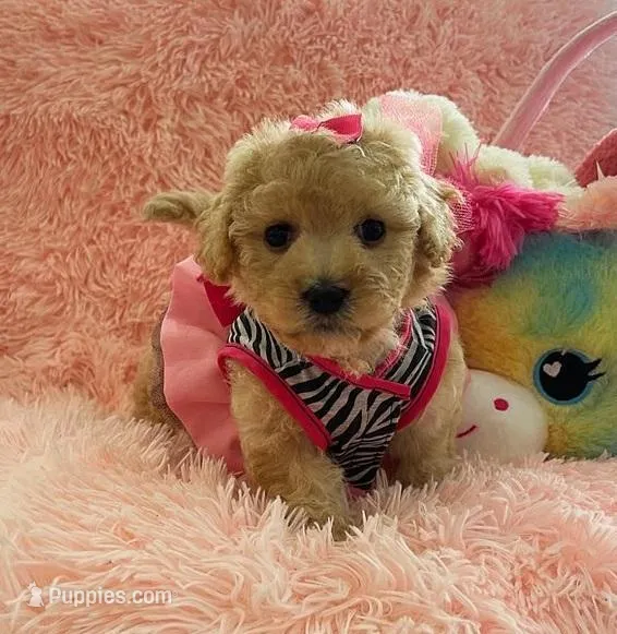 Love  – Maltipoo puppy for sale in Rosedale, CA