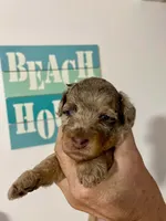Purple Collar, a female Miniature Bernedoodle for sale in Port Charlotte, FL – 2 of 7