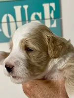 Orange Collar, a female Miniature Bernedoodle for sale in Port Charlotte, FL – 2 of 7