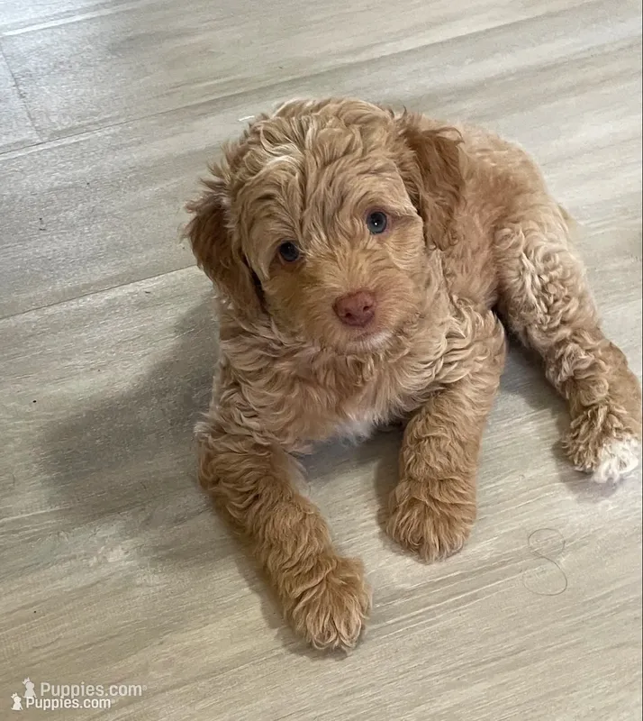 Green Collar – Miniature Bernedoodle puppy for sale in Port Charlotte, FL
