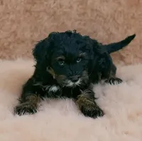 Zoey, a female Poodle - Miniature  and Miniature Bernedoodle for sale in Port Charlotte, FL – 3 of 5