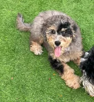 Merle Mini Bernadoodle, a female Miniature Bernedoodle for sale in Port Charlotte, FL – 6 of 8