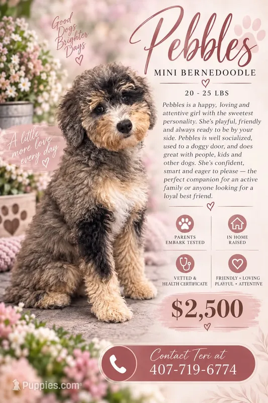 Merle Mini Bernadoodle – Miniature Bernedoodle puppy for sale in Port Charlotte, FL