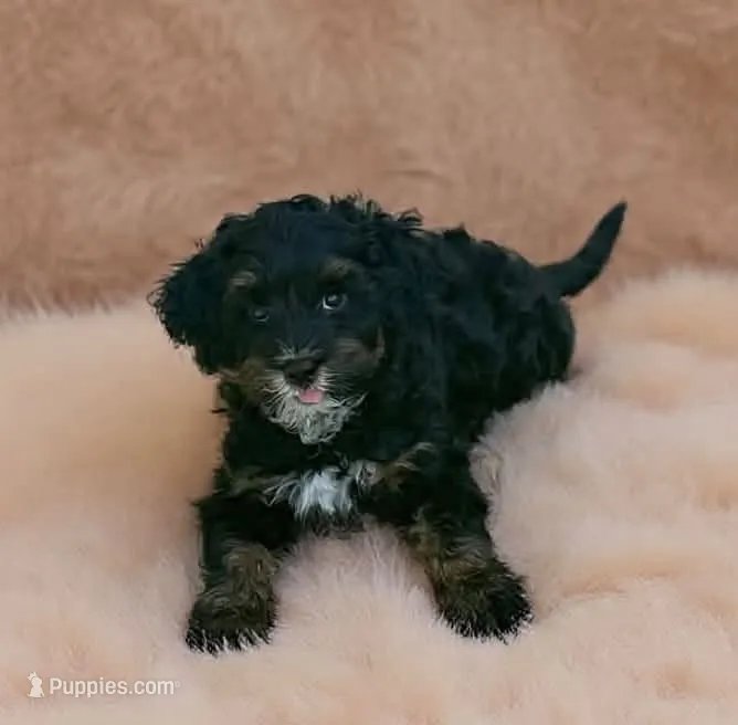 Zoey – Poodle - Miniature , Miniature Bernedoodle puppy for sale in Port Charlotte, FL