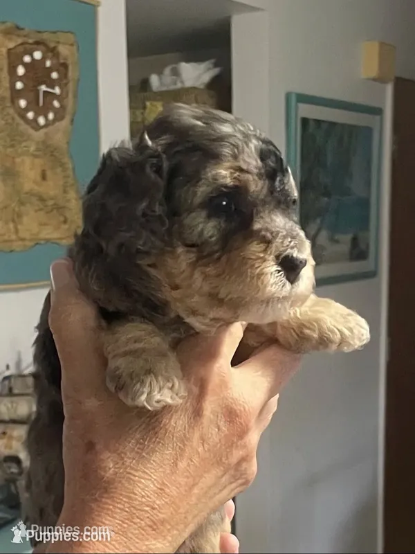 Lite Pink Collar MERLE – Miniature Bernedoodle puppy on hold in Port Charlotte, FL