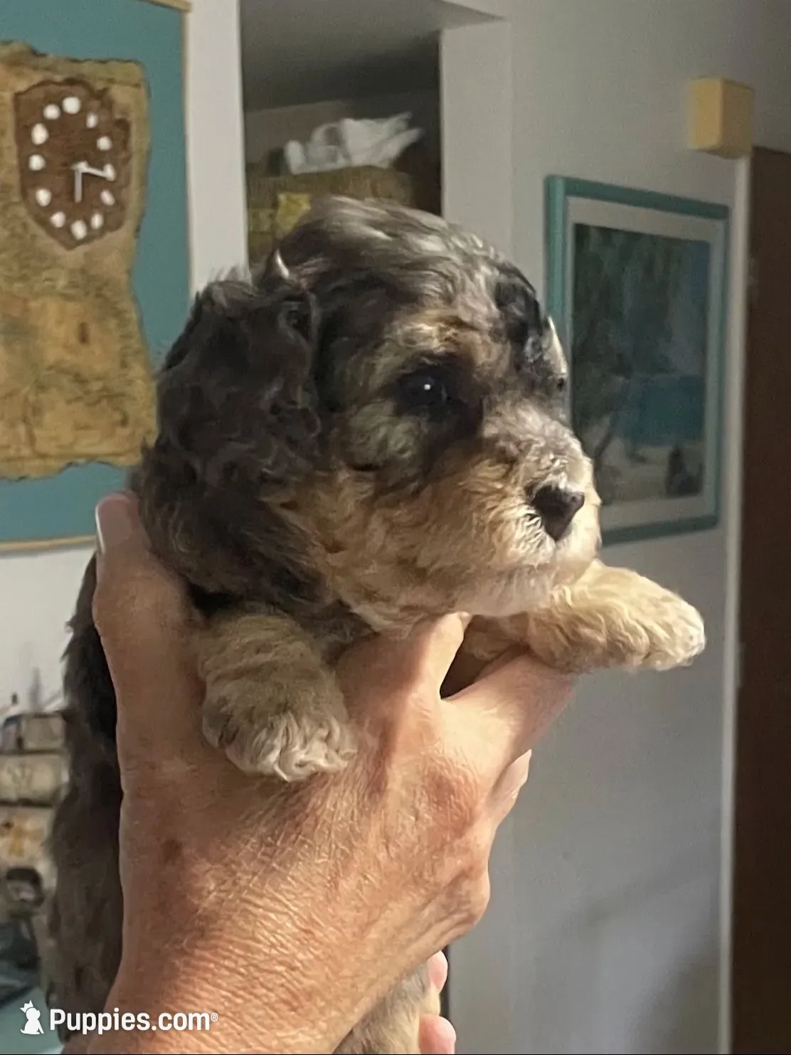 Lite Pink Collar MERLE, a female Miniature Bernedoodle for sale in Port Charlotte, FL – 1 of 10