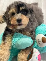 Pebbles, a female Poodle - Miniature  and Miniature Bernedoodle for sale in Port Charlotte, FL – 2 of 3