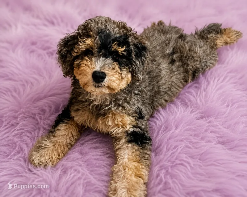 Pebbles – Poodle - Miniature , Miniature Bernedoodle puppy for sale in Port Charlotte, FL